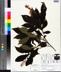 Clethra alnifolia image