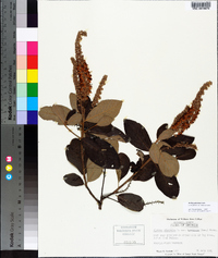 Clethra alnifolia image