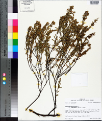 Hypericum hypericoides subsp. multicaule image