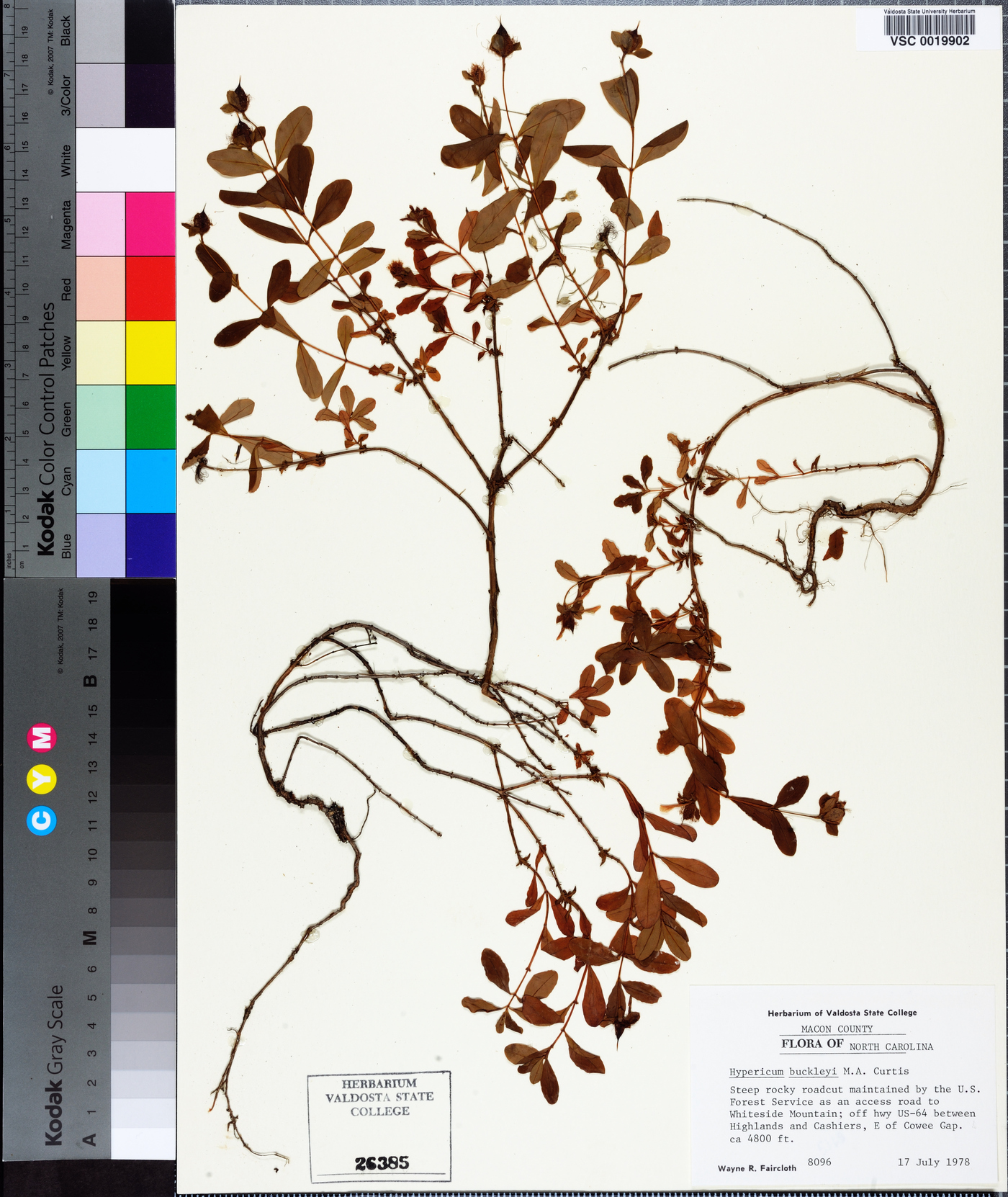Hypericum buckleyi image