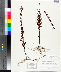 Hypericum cistifolium image