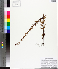 Hypericum cistifolium image