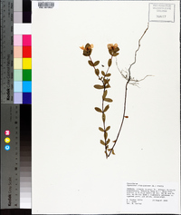 Hypericum crux-andreae image