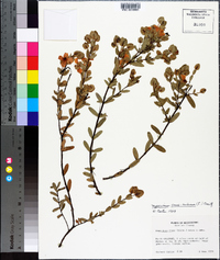 Hypericum crux-andreae image