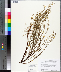 Hypericum drummondii image