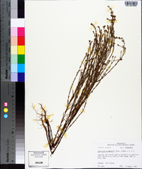 Hypericum drummondii image