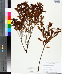 Hypericum frondosum image