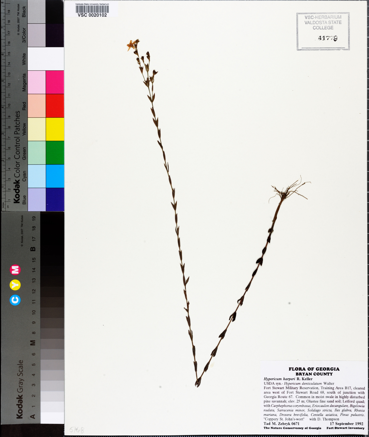 Hypericum harperi image