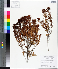 Hypericum lobocarpum image