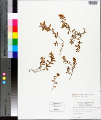 Hypericum hypericoides subsp. multicaule image