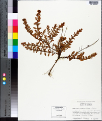 Hypericum hypericoides subsp. multicaule image