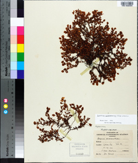 Hypericum suffruticosum image