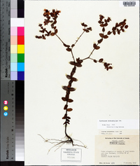 Hypericum tetrapetalum image