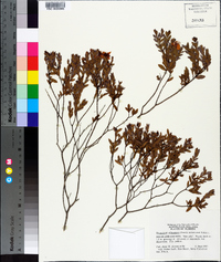 Hypericum edisonianum image