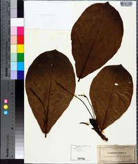 Terminalia catappa image