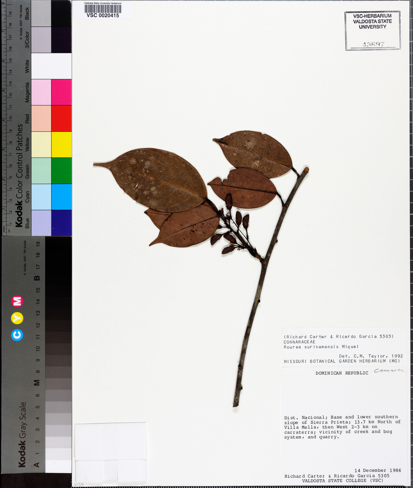 Rourea surinamensis image