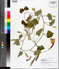 Ipomoea turbinata image