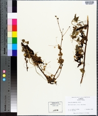 Cuscuta gronovii image