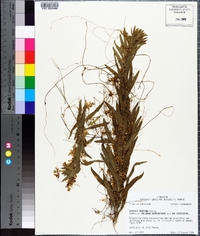 Cuscuta indecora image