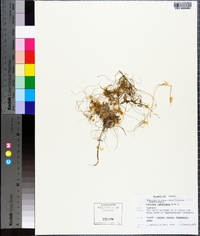 Cuscuta umbellata image