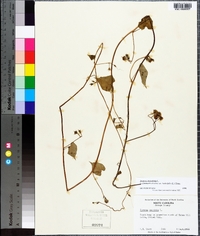 Ipomoea hederifolia image