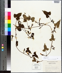 Ipomoea lacunosa image