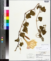 Ipomoea macrorhiza image