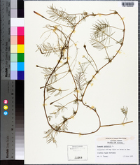 Ipomoea quamoclit image