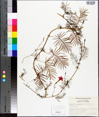 Ipomoea quamoclit image