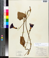 Ipomoea purpurea image