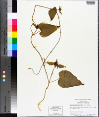 Jacquemontia tamnifolia image