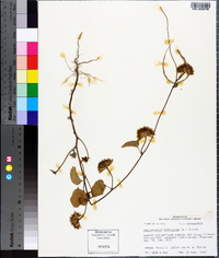 Jacquemontia tamnifolia image