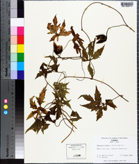 Merremia dissecta image