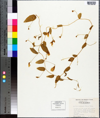 Stylisma humistrata image