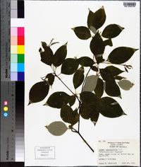 Cornus alternifolia image