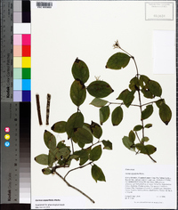 Cornus asperifolia image