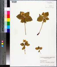 Cornus canadensis image