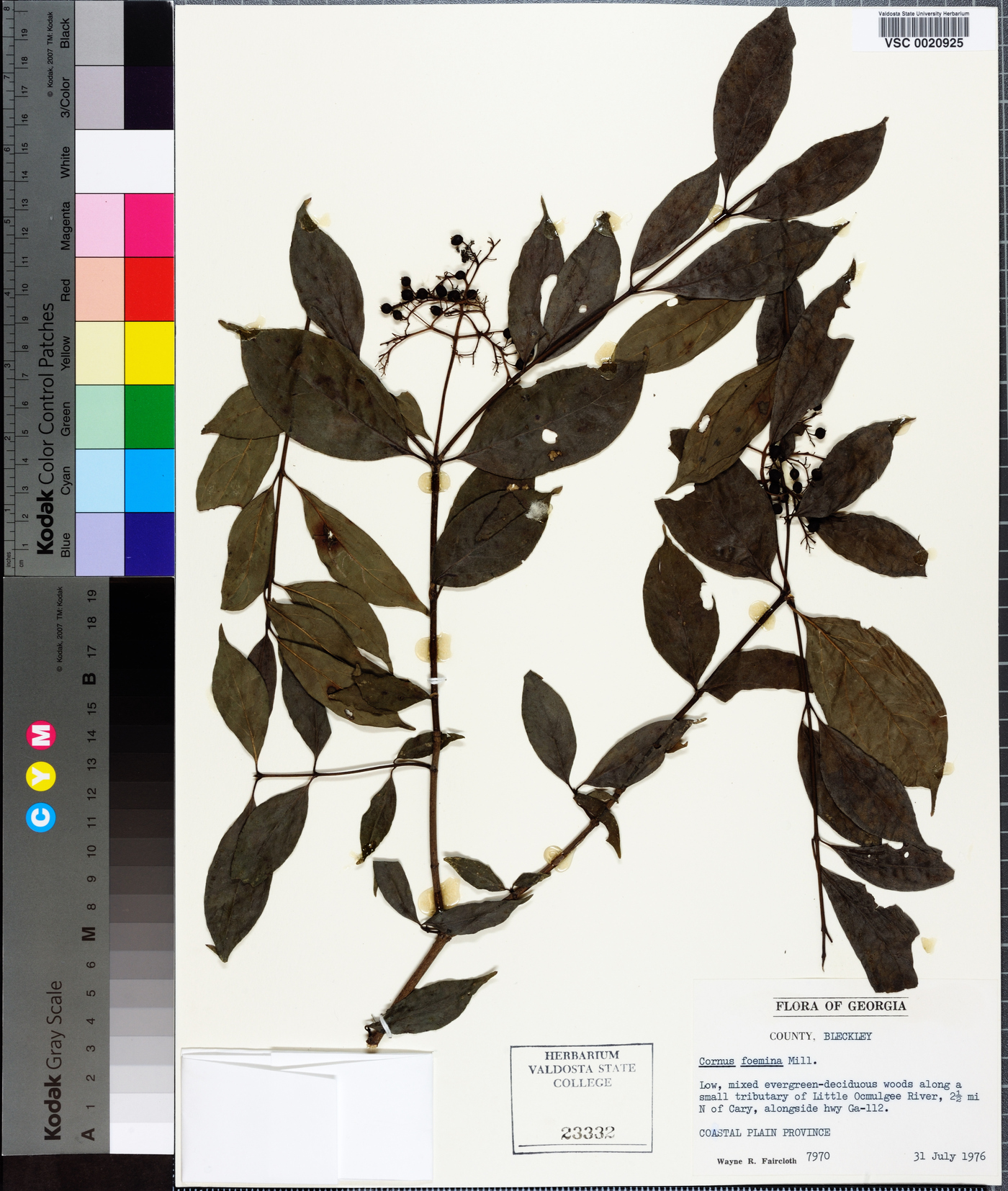 Cornus asperifolia image