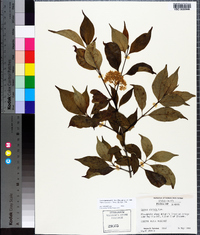 Cornus stricta image