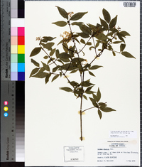 Cornus asperifolia image