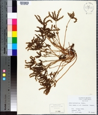Sedum pulchellum image