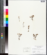 Diamorpha smallii image