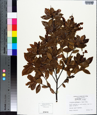 Cliftonia monophylla image