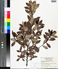 Cliftonia monophylla image