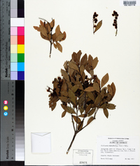 Cliftonia monophylla image