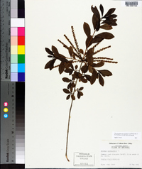 Cyrilla racemiflora image