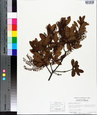 Cyrilla racemiflora image