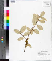 Elaeagnus pungens image