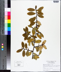 Elaeagnus pungens image