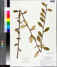 Elaeagnus pungens image